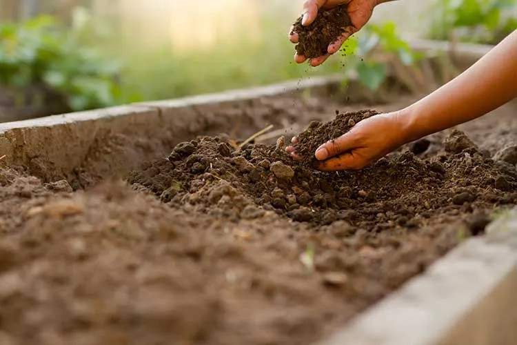 Why Regular Soil Might Not Work in Raised Beds Farm Fresh Choice