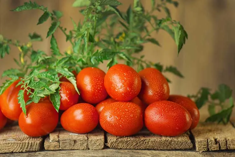 roma tomatoes