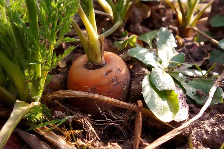 a single carrot in rased bed