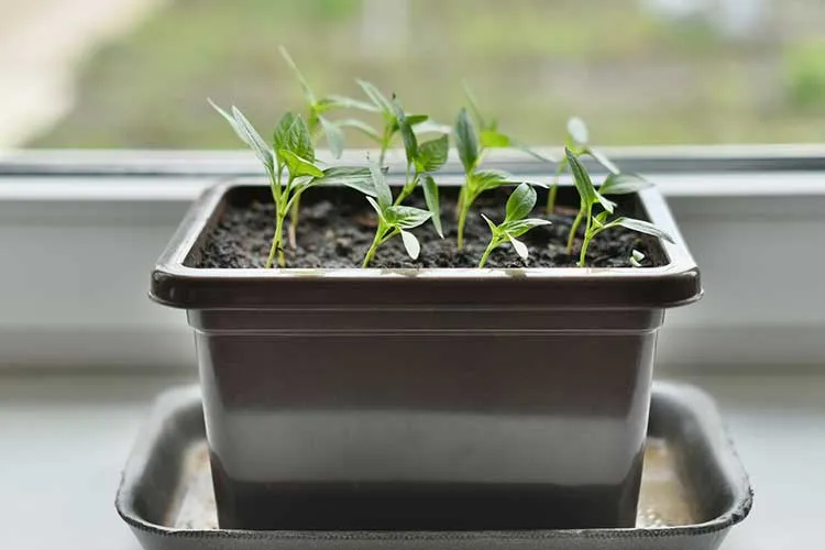 start bell peppers from seeds