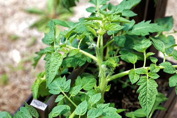 young tomato plant