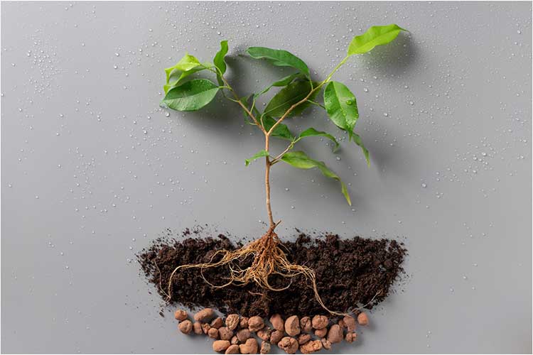 How to Fix Poor Drainage in Your Raised Garden Beds Farm Fresh Choice