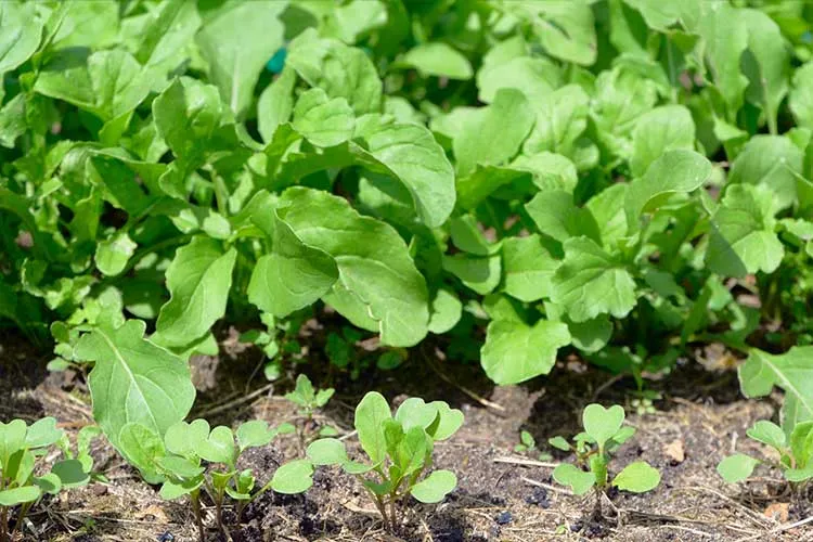 growing arugula plant in raised bed