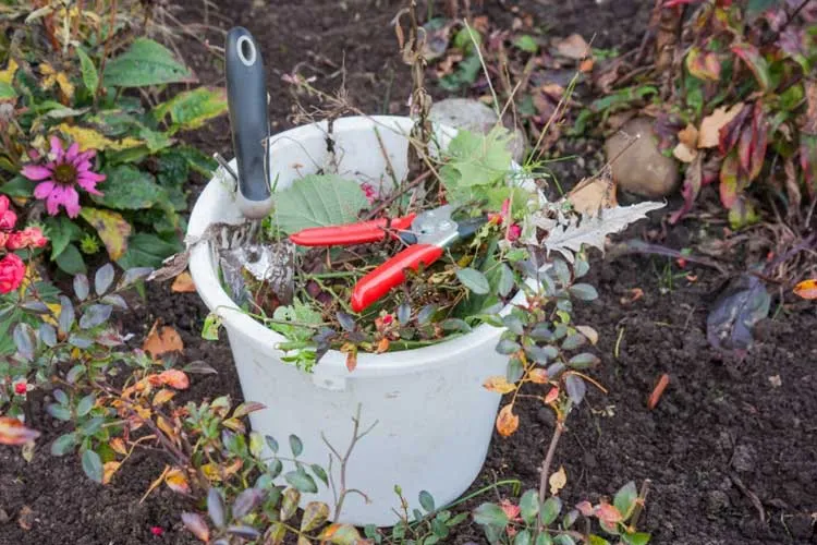 cleanup raised bed for fall