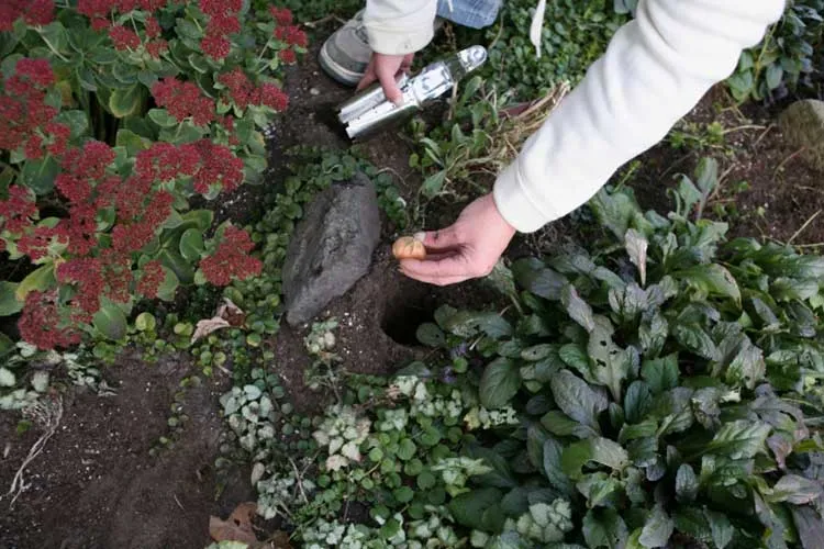 fall gardening