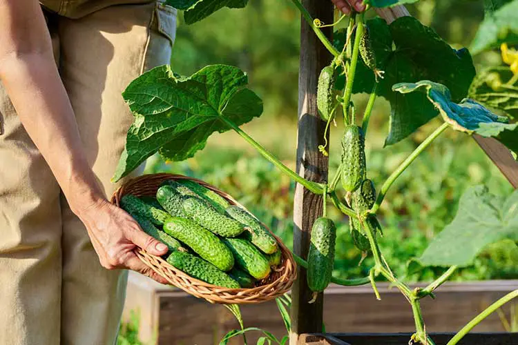 harvested cucumbers from raised bed garden