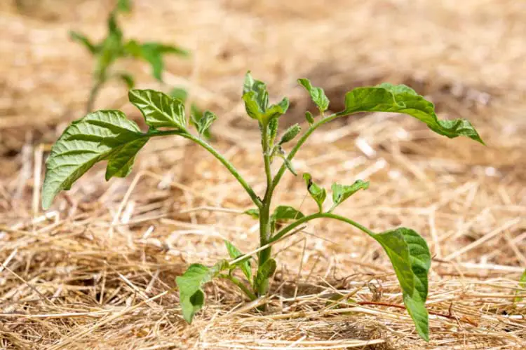 straw mulch for tomato plants