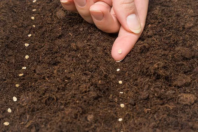planting vegetable seeds