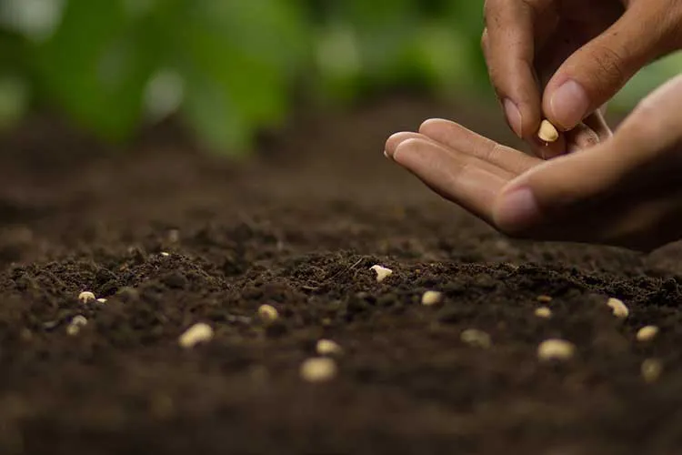 sowing seeds in winter