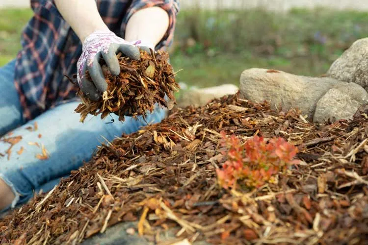 using mulch in raised bed