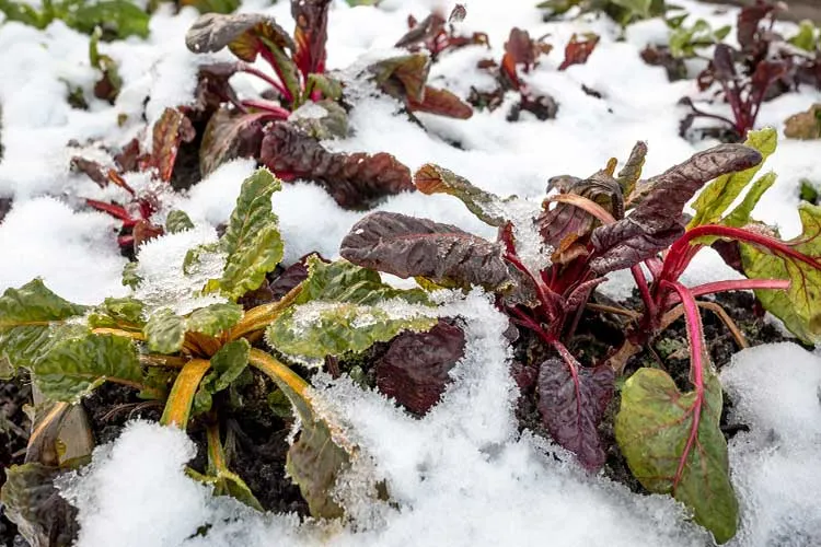 Best Winter Cover Crops for Raised Beds Farm Fresh Choice