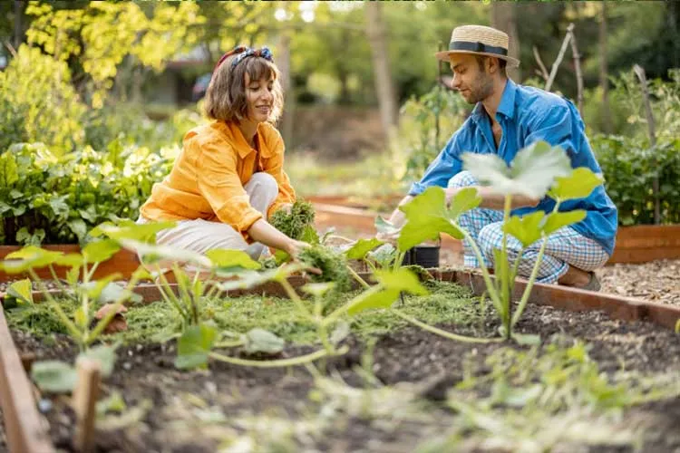 woman adding mulch to raised garden bed