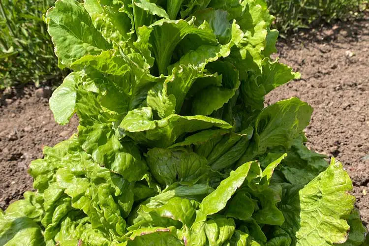 Bolted lettuce plant