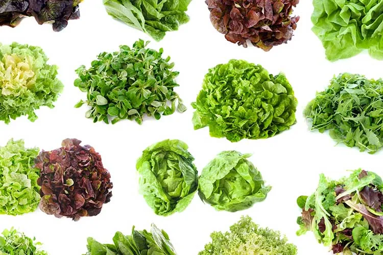 Salad Green Varieties