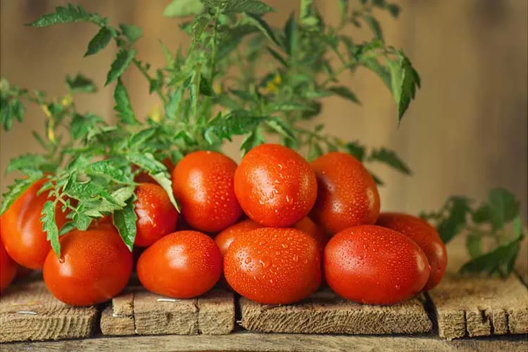 Tomatos grown with Fertilizer