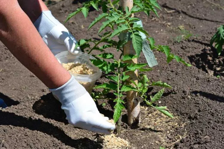adding Fertilizer to Tomato plant