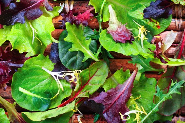 spring mix leaf variety