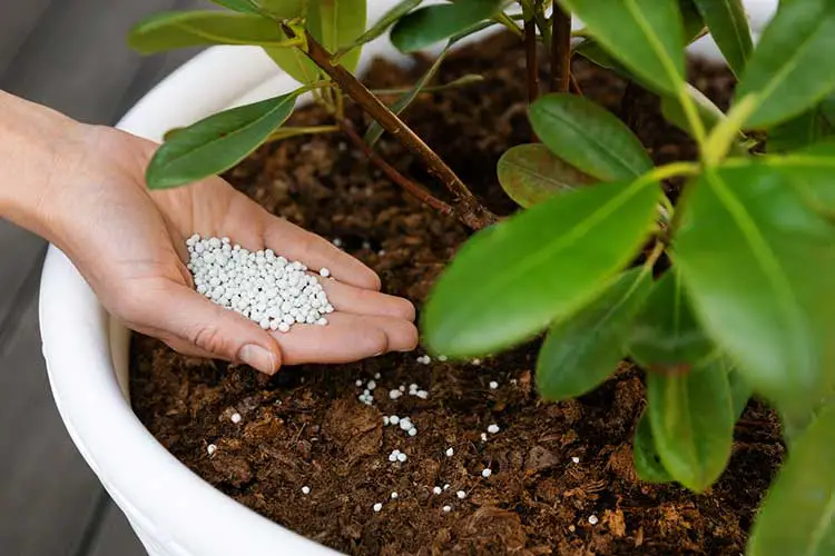 Fertilizing plant in a pot