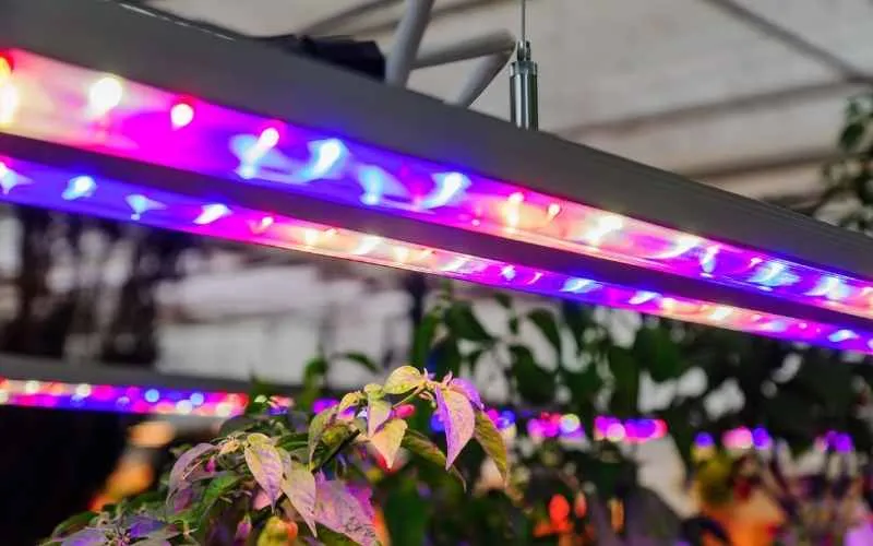 LED lighting for indoor plants