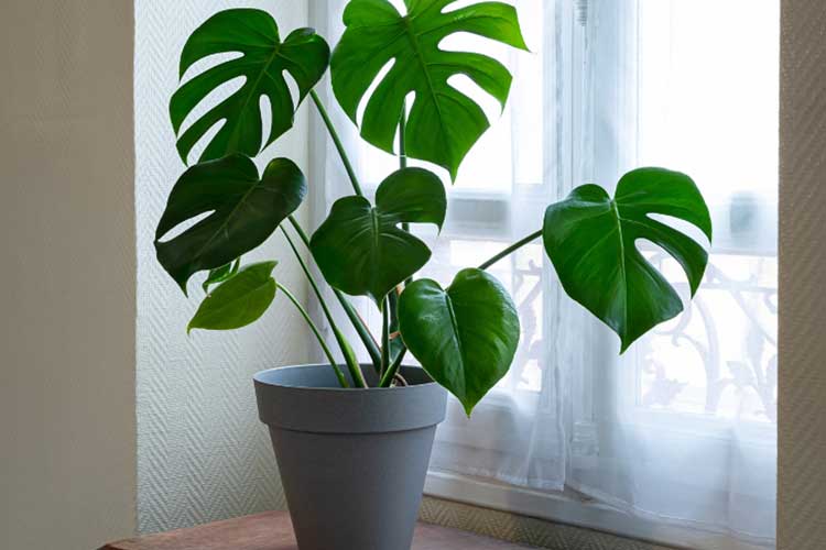 Swiss Cheese Plant