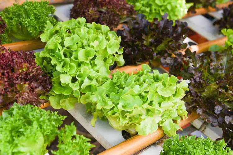 baby leaf lettuce varieties