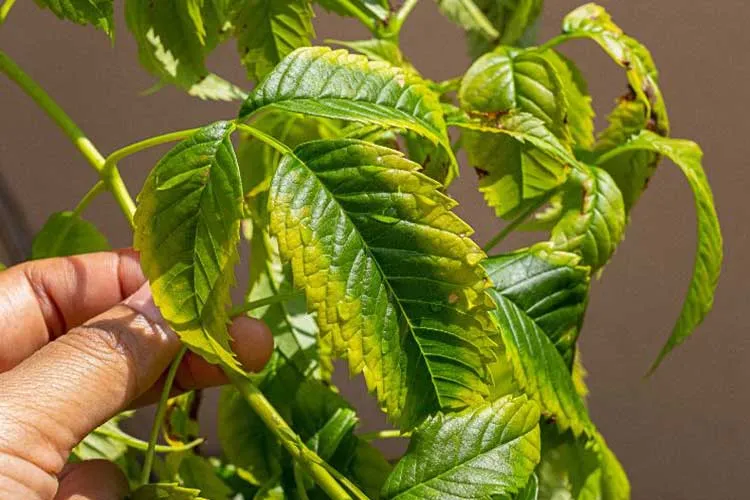 fertilizer leaf burn problem