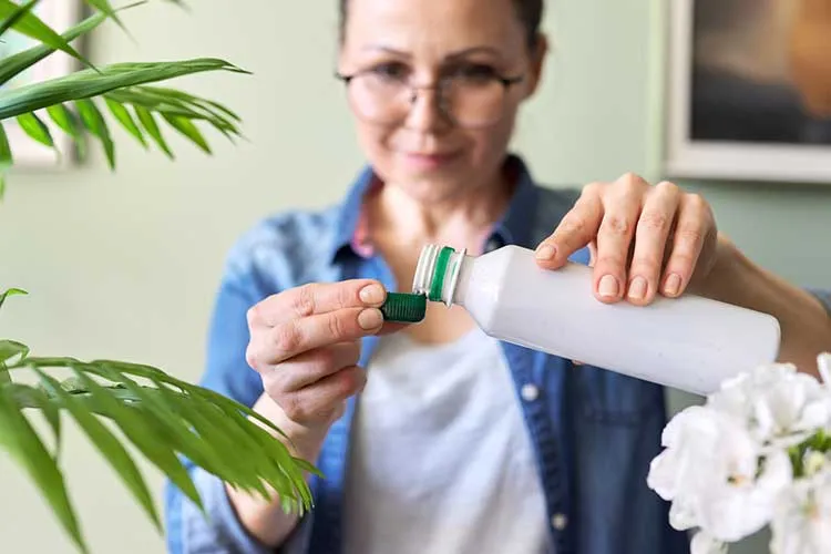 fertilizing indoor plants