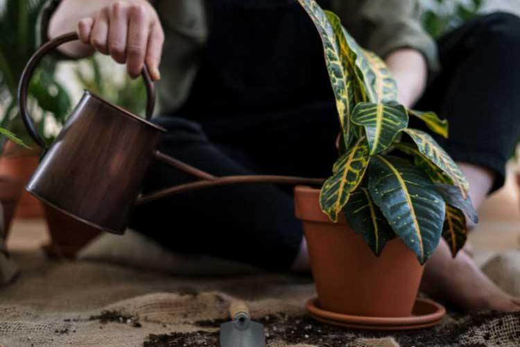 fertilizing potted plant