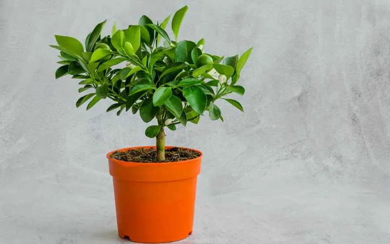 citrus tree in container