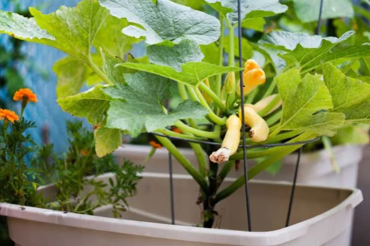 grow squash in container