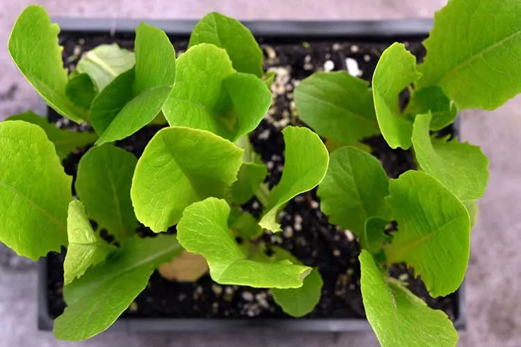 growing lettuce indoors