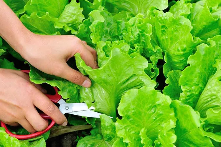 harvesting head lettuce
