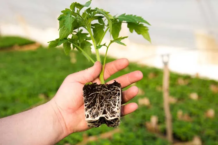 healthy tomato seedling