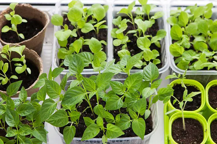 growing vegetables in containers indoors