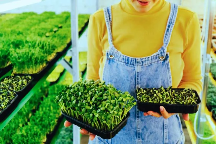 microgreens business farmer