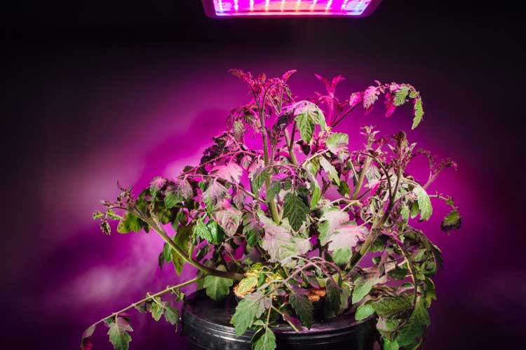 tomato plant under LED light