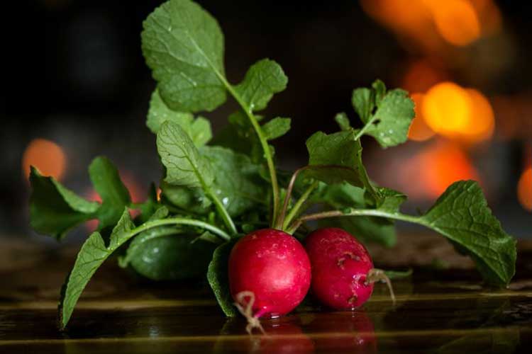 radish plant indoors