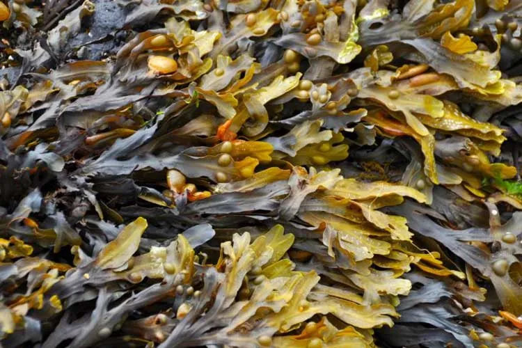 seaweed