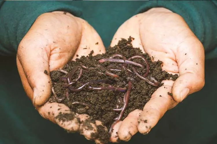 vermicompost