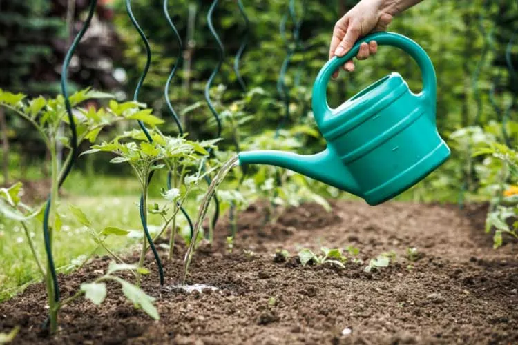 feeding tomatoes in garden