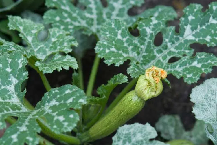 young squash fruiting