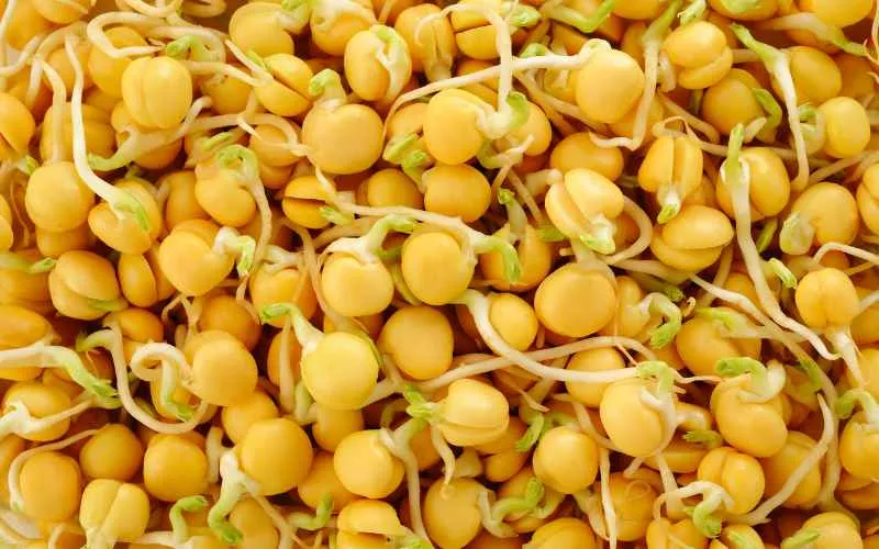 chickpea