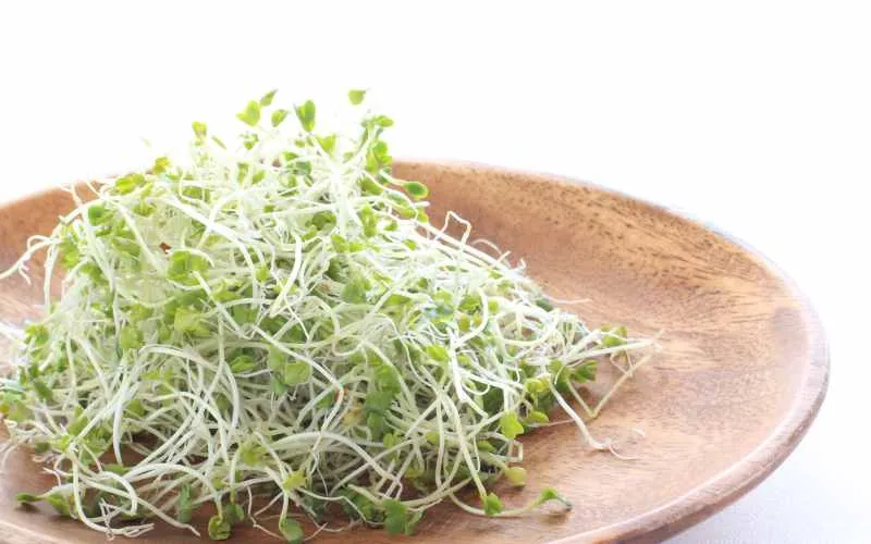 Broccoli Sprout