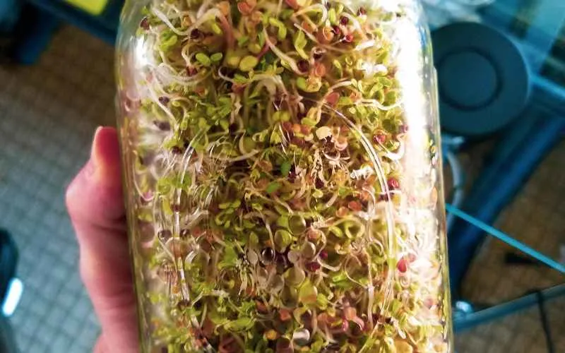 Grow Broccoli Sprouts