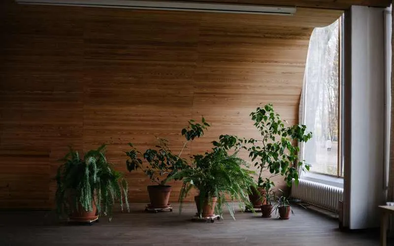 Potted Plants Inside the House