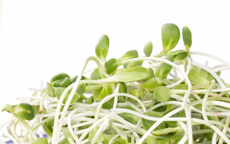 Sunflower Sprouts
