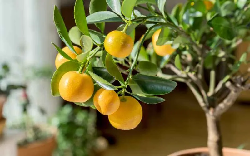 Tangerine plant in sunlight