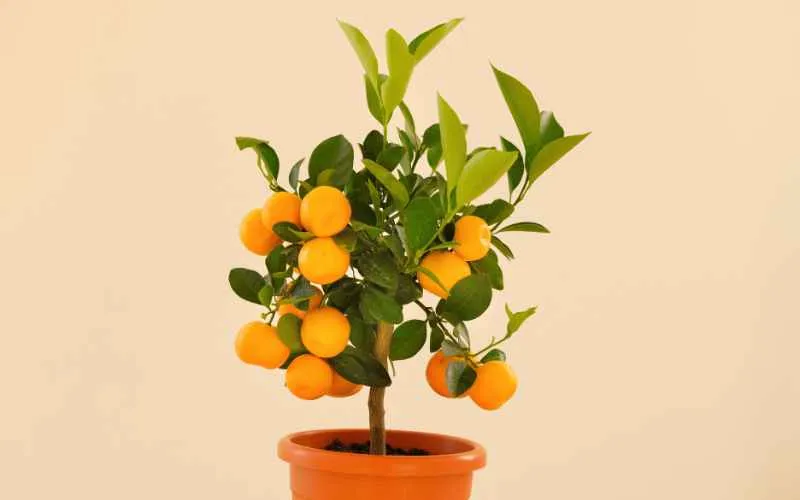 Tangerine tree in pot