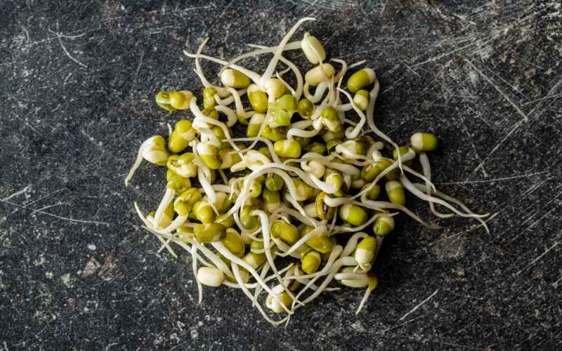 raw bean sprout