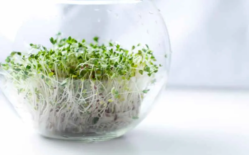 bok choy sprouting in a bowl